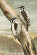 Picoides tridactylus - Johann Friedrich Naumann — vista dell’opera