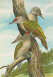 Picus canus - Johann Friedrich Naumann — vista dell’opera