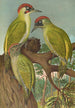 Picus viridis - Johann Friedrich Naumann — vista dell’opera