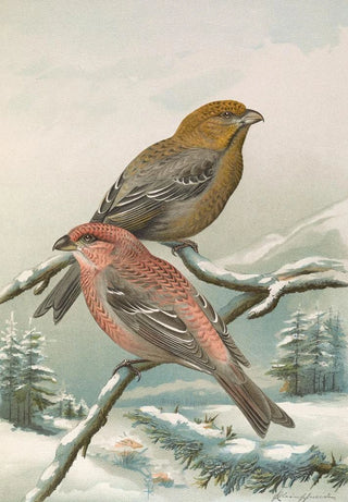 Johann Friedrich Naumann - Pinicola enucleator.webp