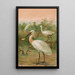 Platalea leucorodia - Johann Friedrich Naumann — quadro incorniciato alla parete