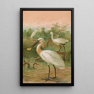 Johann Friedrich Naumann - Platalea leucorodia.webp