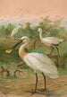 Platalea leucorodia - Johann Friedrich Naumann — vista dell’opera