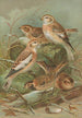 Plectrophenax nivalis Calcarius lapponicus - Johann Friedrich Naumann — vista dell’opera