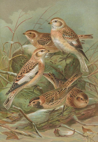 Johann Friedrich Naumann - Plectrophenax nivalis Calcarius lapponicus.webp