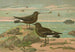 Procellaria pelagica Oceanites oceanicus - Johann Friedrich Naumann — vista dell’opera