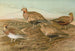 Pterocles arenarius, Pterocles alchata, Pterocles exustus Temm - Johann Friedrich Naumann — vista dell’opera