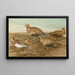 Pterocles arenarius, Pterocles alchata, Pterocles exustus Temm - Johann Friedrich Naumann — quadro incorniciato alla parete