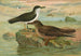 Puffinus puffinus Brunn Puffinus griseus - Johann Friedrich Naumann — vista dell’opera