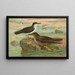 Puffinus puffinus Brunn Puffinus griseus - Johann Friedrich Naumann — quadro incorniciato alla parete