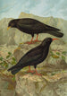 Pyrrhocorax pyrrhocorax Pyrrhocorax graculus - Johann Friedrich Naumann — vista dell’opera
