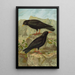 Pyrrhocorax pyrrhocorax Pyrrhocorax graculus - Johann Friedrich Naumann — quadro incorniciato alla parete
