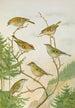 Regulus ignicapillus Regulus regulus - Johann Friedrich Naumann — vista dell’opera