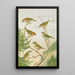 Regulus ignicapillus Regulus regulus - Johann Friedrich Naumann — quadro incorniciato alla parete