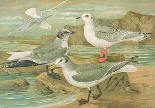 Johann Friedrich Naumann - Rhodostethia rosea Xema Sabinei Sab Rissa tridactyla Larus leucopterus Faber.webp