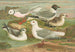 Rhodostethia rosea, Xema sabinii, Sabine, Rissa tridactyla - Johann Friedrich Naumann — vista dell’opera