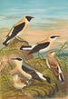 Saxicola stapazina Saxicola aurita Saxicola oenanthe - Johann Friedrich Naumann — vista dell’opera