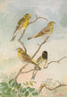 Serinus serinus Serinus pusillus - Johann Friedrich Naumann — vista dell’opera
