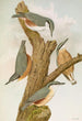 Sitta europaea caesia Sitta europaea L - Johann Friedrich Naumann — vista dell’opera