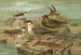 Stercorarius longicaudus Vieill Stercorarius parasiticus - Johann Friedrich Naumann — vista dell’opera