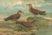 Stercorarius parasiticus Stercorarius pomarinus Grand labbe Stercorarius longicaudus Vieill - Johann Friedrich Naumann — vista dell’opera