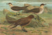 Stercorarius parasiticus, Stercorarius skua, Brünn, Stercorarius pomarinus, Medio labbe - Johann Friedrich Naumann — vista dell’opera