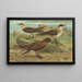 Stercorarius parasiticus, Stercorarius skua, Brünn, Stercorarius pomarinus, Medio labbe - Johann Friedrich Naumann — quadro incorniciato alla parete