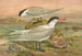 Sterna media Horsf Sterna tschegrava Lepech - Johann Friedrich Naumann — vista dell’opera