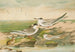 Sterna minuta Sterna macrura Sterna hirundo - Johann Friedrich Naumann — vista dell’opera