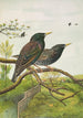 Sturnus vulgaris - Johann Friedrich Naumann — vista dell’opera