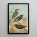 Sturnus vulgaris Sturnus vulgaris Menzbieri Sturnus unicolor Marmora - Johann Friedrich Naumann — quadro incorniciato alla parete