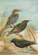 Sturnus vulgaris Sturnus vulgaris Menzbieri Sturnus unicolor Marmora - Johann Friedrich Naumann — vista dell’opera