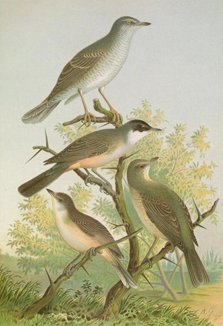 Johann Friedrich Naumann - Sylvia nisoria Sylvia orphea Temm.webp