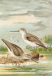 Terekia cinerea - Johann Friedrich Naumann — vista dell’opera