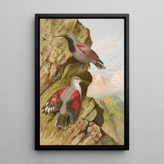 Johann Friedrich Naumann - Tichodroma muraria.webp