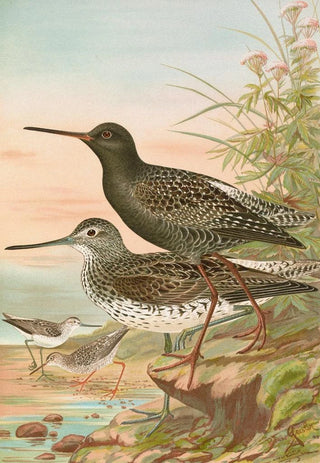 Johann Friedrich Naumann - Totanus fuscus Totanus littoreus.webp