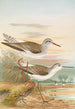Totanus totanus Totanus stagnatilis Bechst - Johann Friedrich Naumann — vista dell’opera