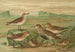 Tringa alpina Schinzi, Tringa minuta Leisl - Johann Friedrich Naumann — vista dell’opera