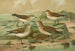 Tringa alpina Tringa alpina Schinzi Tringa minuta Leisl Tringa temmincki Leisl - Johann Friedrich Naumann — vista dell’opera