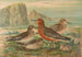 Tringa canutus Tringa maritima - Johann Friedrich Naumann — vista dell’opera