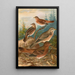 Turdus Naumanni - Johann Friedrich Naumann — quadro incorniciato alla parete