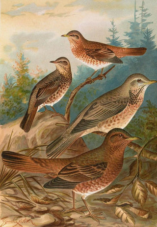 Johann Friedrich Naumann - Turdus Naumanni.webp