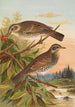 Turdus fuscatus - Johann Friedrich Naumann — vista dell’opera