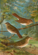 Turdus fuscescens Turdus pallassii Turdus swainsonii - Johann Friedrich Naumann — vista dell’opera