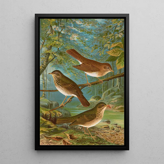 Johann Friedrich Naumann - Turdus fuscescens Turdus Pallassii Turdus Swainsonii.webp