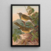 Turdus obscurus - Johann Friedrich Naumann — quadro incorniciato alla parete