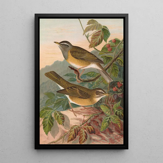 Johann Friedrich Naumann - Turdus obscurus.webp