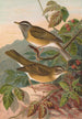 Turdus obscurus - Johann Friedrich Naumann — vista dell’opera