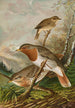 Turdus ruficollis - Johann Friedrich Naumann — vista dell’opera