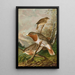Turdus ruficollis - Johann Friedrich Naumann — quadro incorniciato alla parete